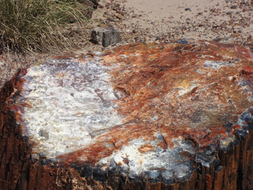 a piece of of heavily mineralized petrified wood on the Giant Logs Trail